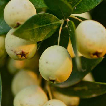 Mersin Murt Meyvesi 1 kg
